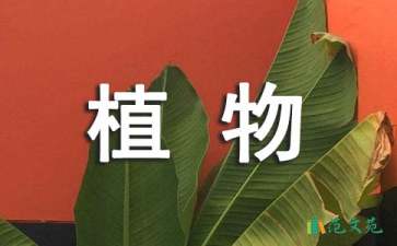 《植物的“身體”》大班教案