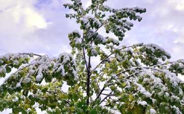 下雪了教案匯總九篇